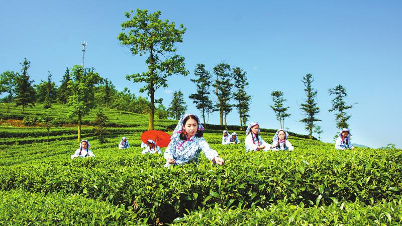 富硒茶产业链项目(链茶产业富硒项目有哪些)-硒宝网