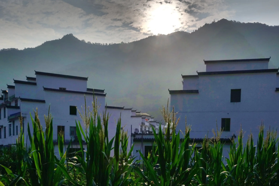 石台县特产富硒茶（石台富硒产品）-硒宝网