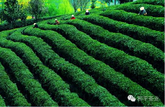 岚皋县秦巴富硒茶(岚皋县秦巴富硒茶业有限公司)-硒宝网