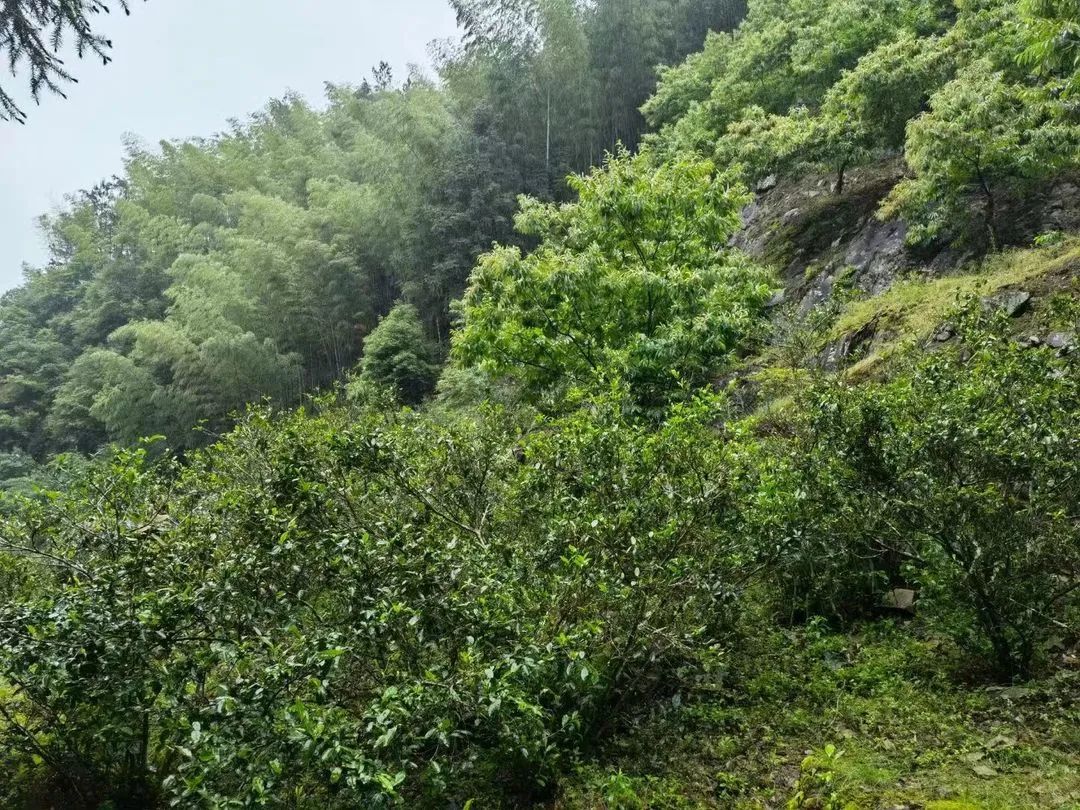 野茶和富硒的区别（富硒野生茶）-硒宝网
