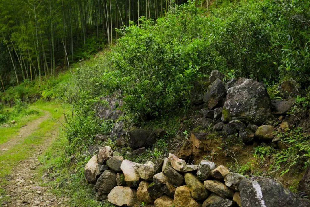 野茶和富硒的区别（富硒野生茶）-硒宝网