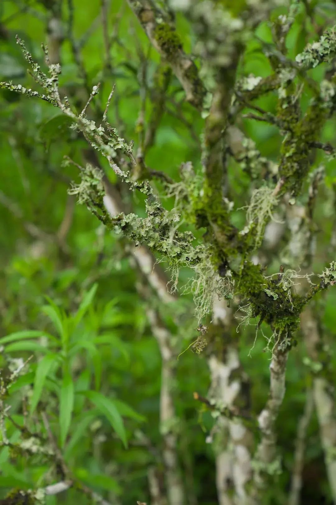 野茶和富硒的区别（富硒野生茶）-硒宝网