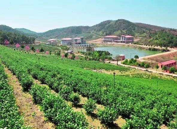 黄金芽和富硒野茶（生态好茶黄金芽茶叶价格）-硒宝网