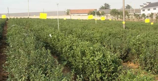 黄金芽和富硒野茶（生态好茶黄金芽茶叶价格）-硒宝网