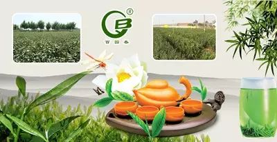 黄金芽和富硒野茶（生态好茶黄金芽茶叶价格）-硒宝网