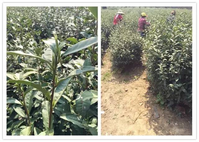 黄金芽和富硒野茶（生态好茶黄金芽茶叶价格）-硒宝网