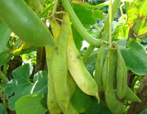 富硒高钙茶的功效(钙茶的作用与功效)-硒宝网