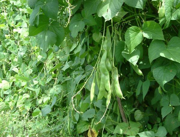 富硒高钙茶的功效(钙茶的作用与功效)-硒宝网