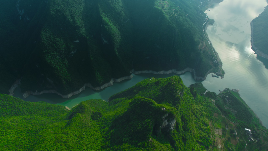 黄金芽和富硒野茶（生态好茶黄金芽）-硒宝网