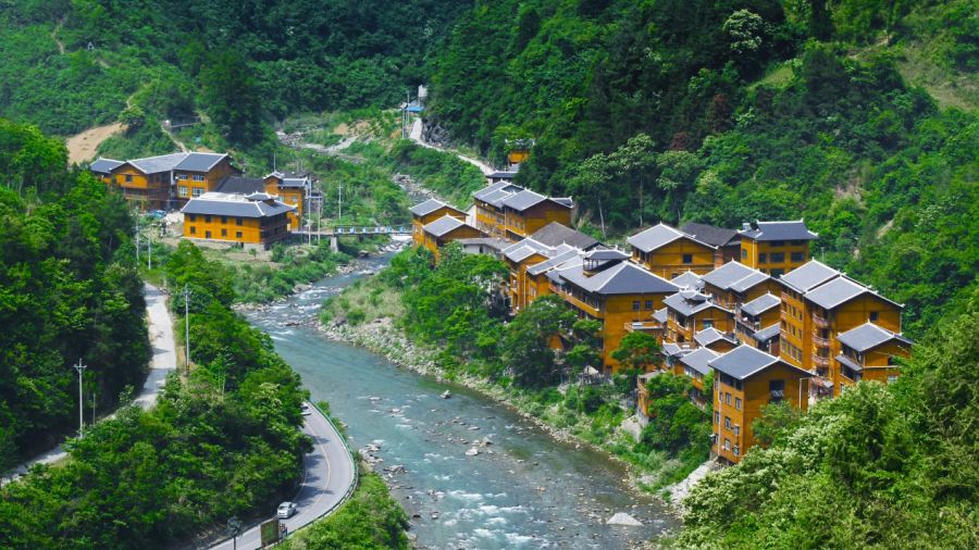 黄金芽和富硒野茶（生态好茶黄金芽）-硒宝网