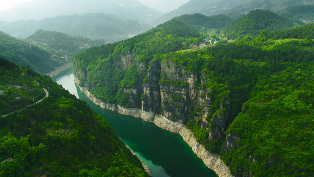 黄金芽和富硒野茶（生态好茶黄金芽）-硒宝网