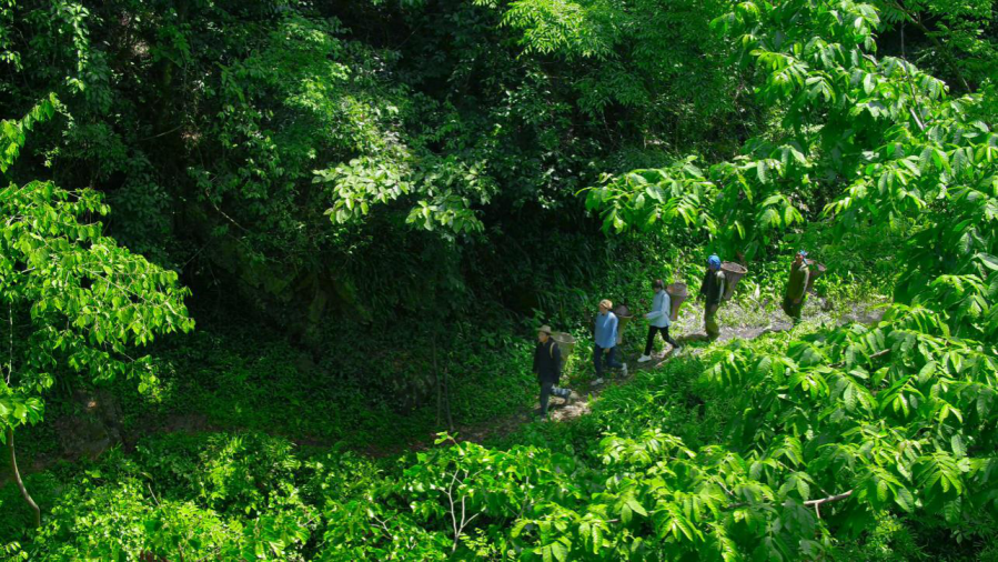 黄金芽和富硒野茶（生态好茶黄金芽）-硒宝网