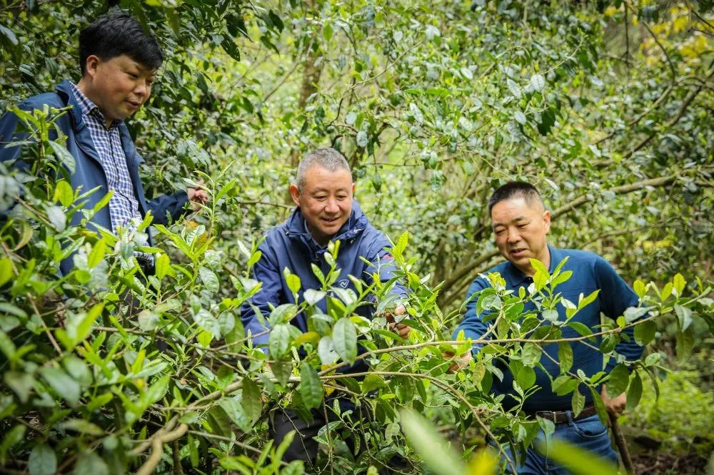 黄金芽和富硒野茶（生态好茶黄金芽）-硒宝网
