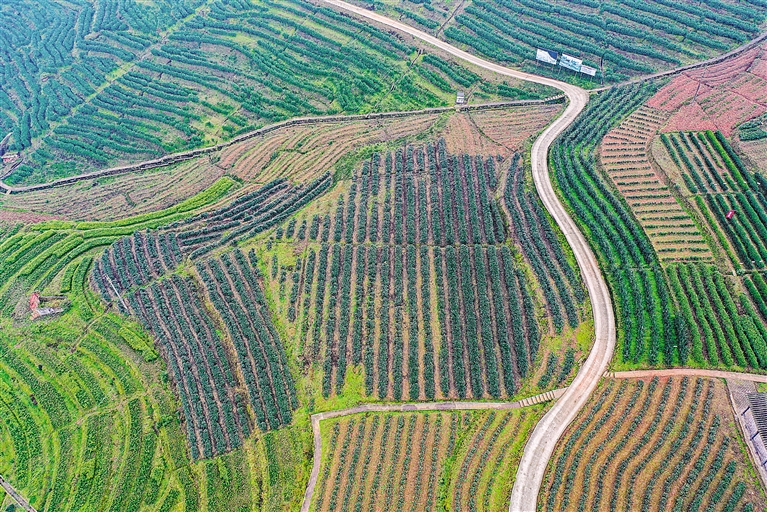 高质量富硒茶公司(富硒茶的竞争对手)-硒宝网