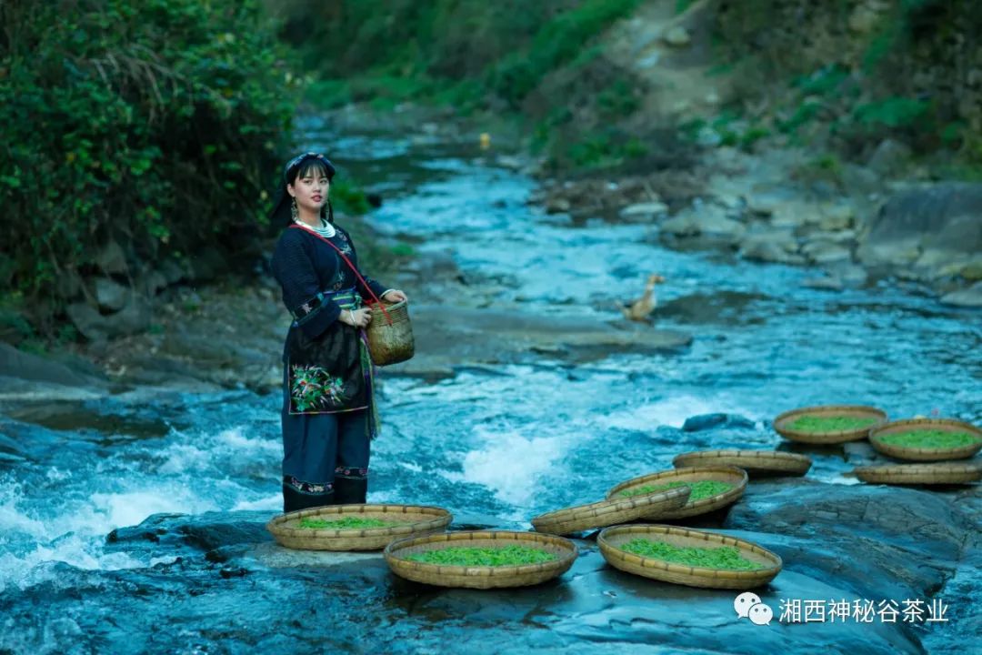 黄金芽和富硒野茶(生态黄金芽茶纯手工价格)-硒宝网