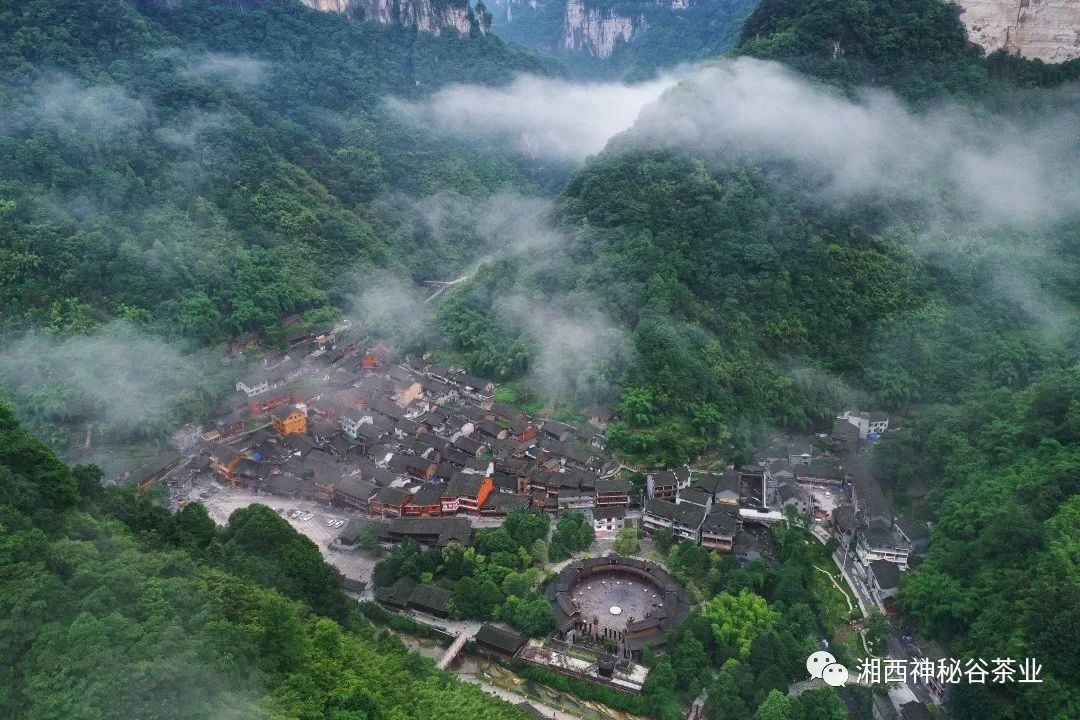 黄金芽和富硒野茶(生态黄金芽茶纯手工价格)-硒宝网