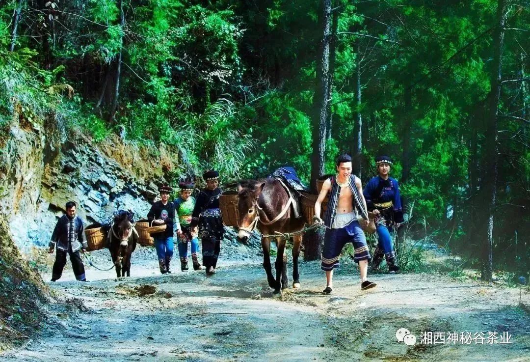 黄金芽和富硒野茶(生态黄金芽茶纯手工价格)-硒宝网