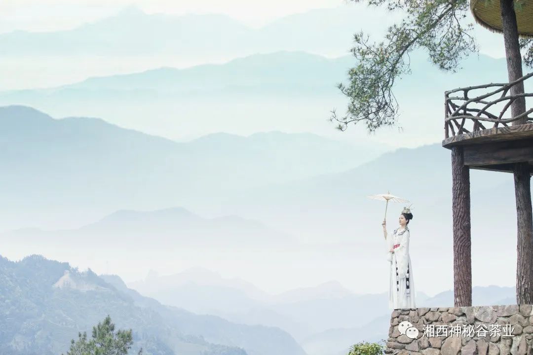 黄金芽和富硒野茶(生态黄金芽茶纯手工价格)-硒宝网