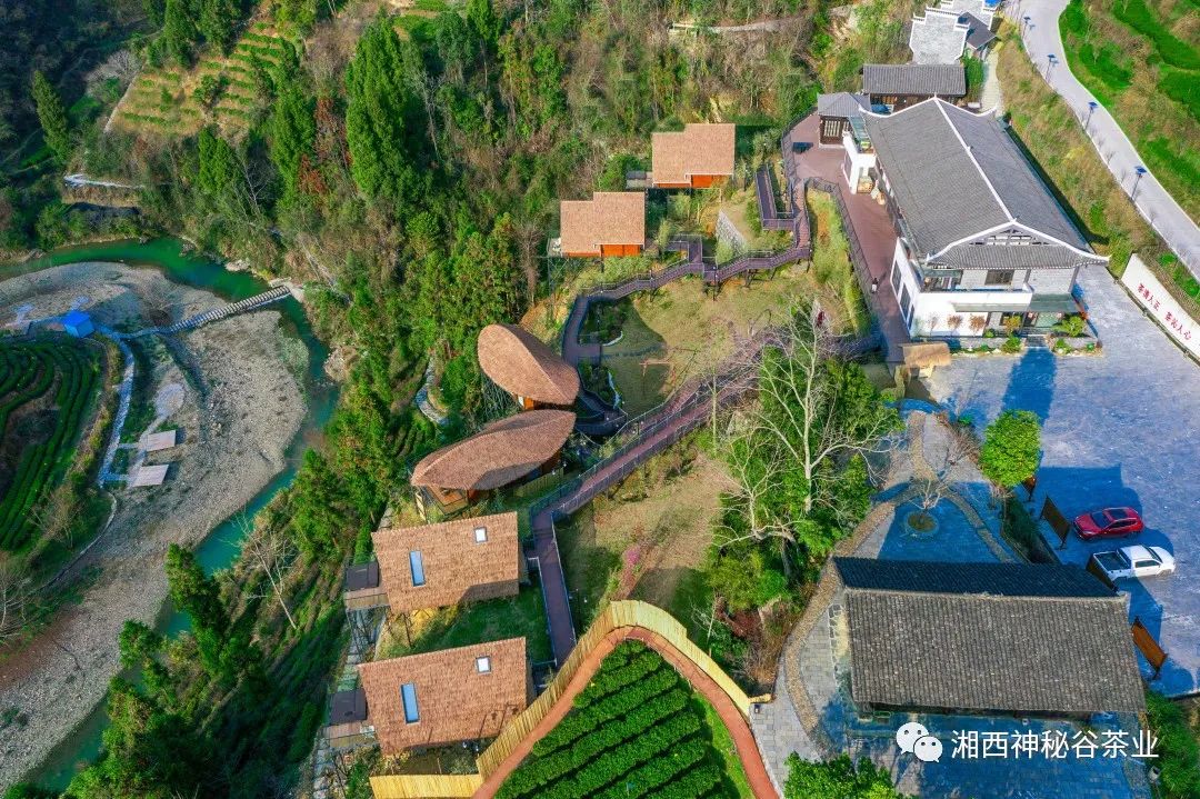 黄金芽和富硒野茶(生态黄金芽茶纯手工价格)-硒宝网