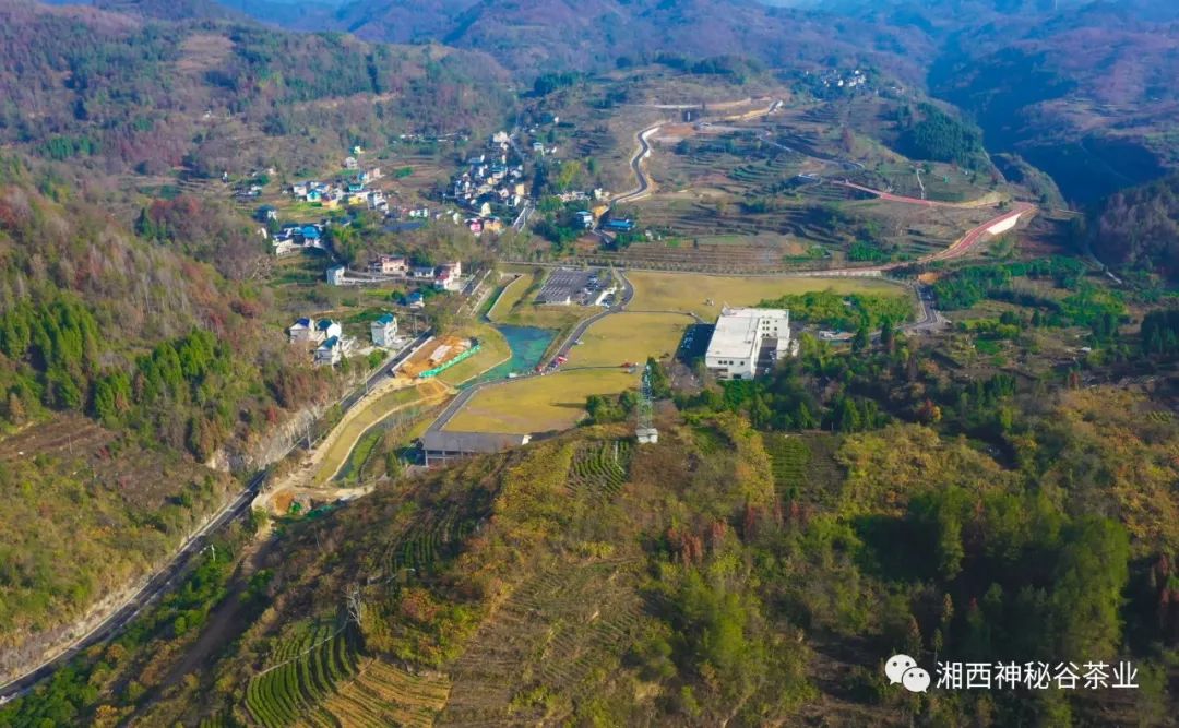 黄金芽和富硒野茶(生态黄金芽茶纯手工价格)-硒宝网