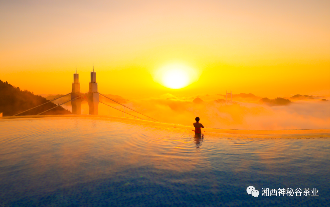 黄金芽和富硒野茶(生态黄金芽茶纯手工价格)-硒宝网