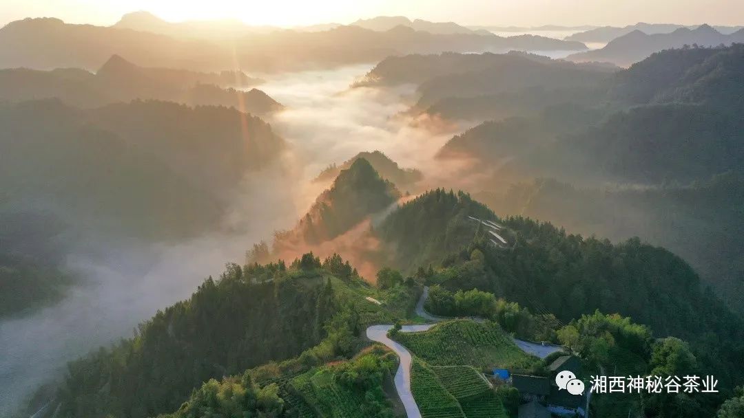 黄金芽和富硒野茶(生态黄金芽茶纯手工价格)-硒宝网