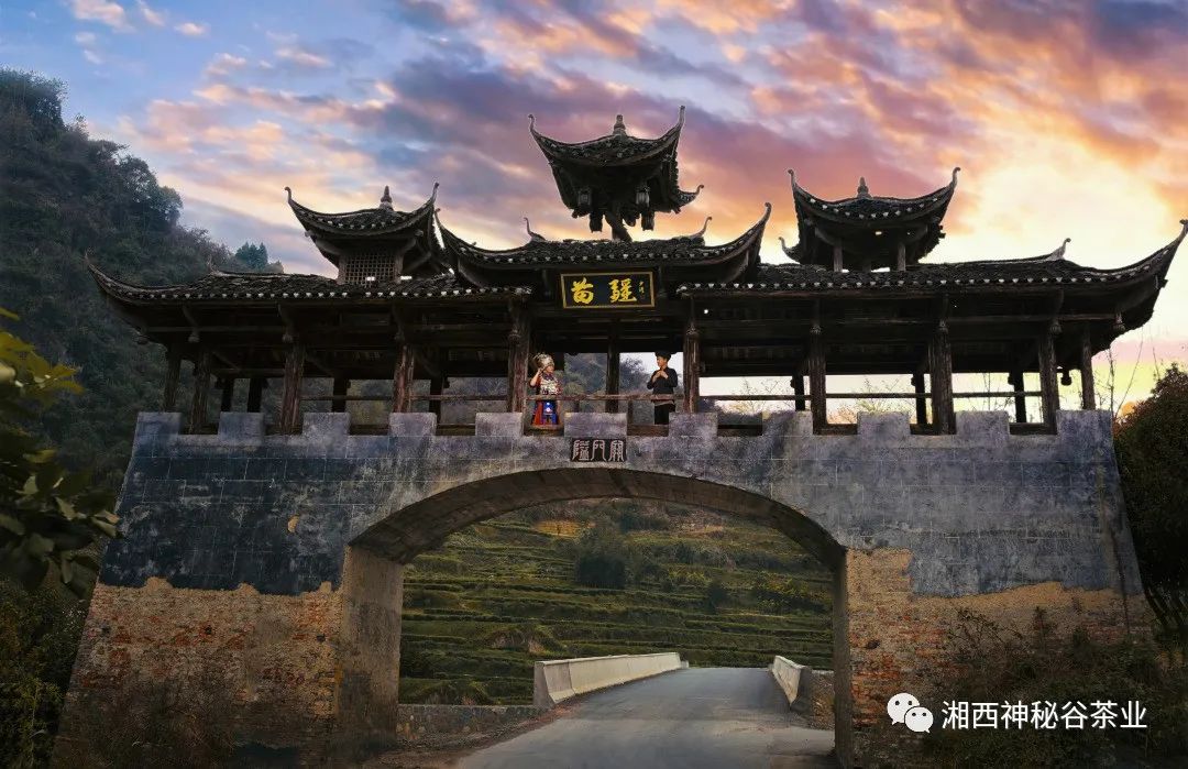 黄金芽和富硒野茶(生态黄金芽茶纯手工价格)-硒宝网