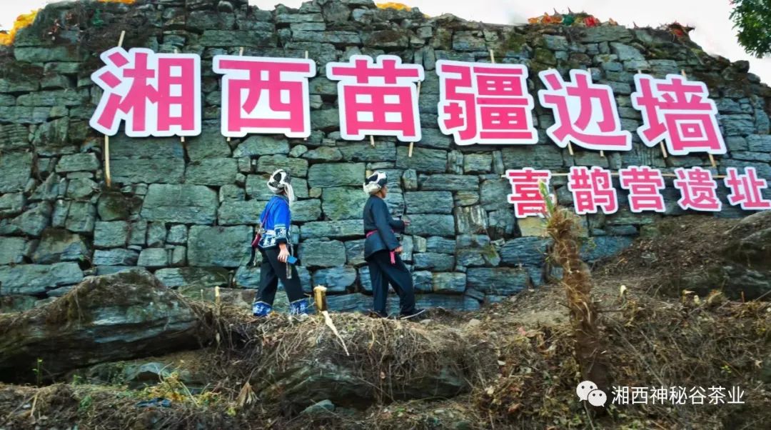 黄金芽和富硒野茶(生态黄金芽茶纯手工价格)-硒宝网