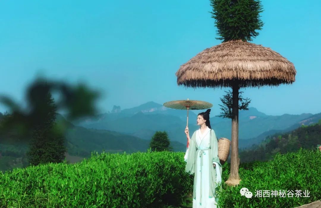 黄金芽和富硒野茶(生态黄金芽茶纯手工价格)-硒宝网