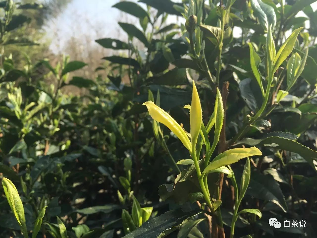 野茶和富硒的区别(富硒野茶多少钱一斤)-硒宝网