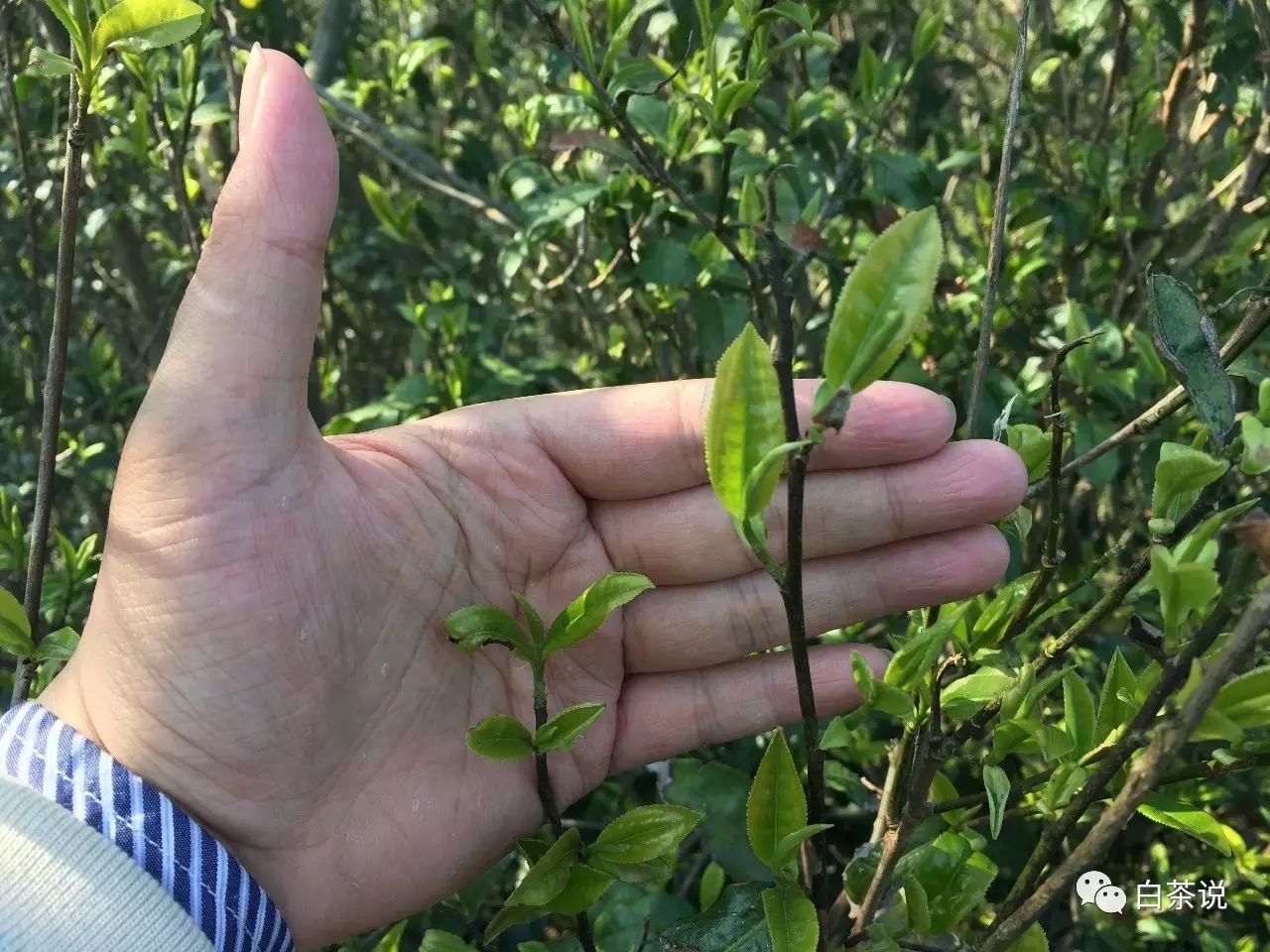 野茶和富硒的区别(富硒野茶多少钱一斤)-硒宝网