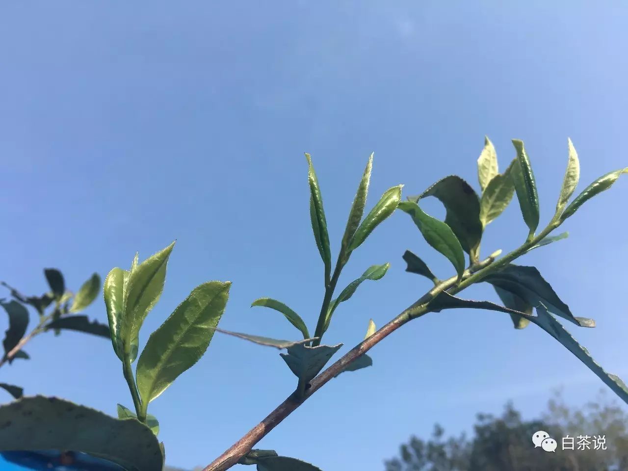 野茶和富硒的区别(富硒野茶多少钱一斤)-硒宝网