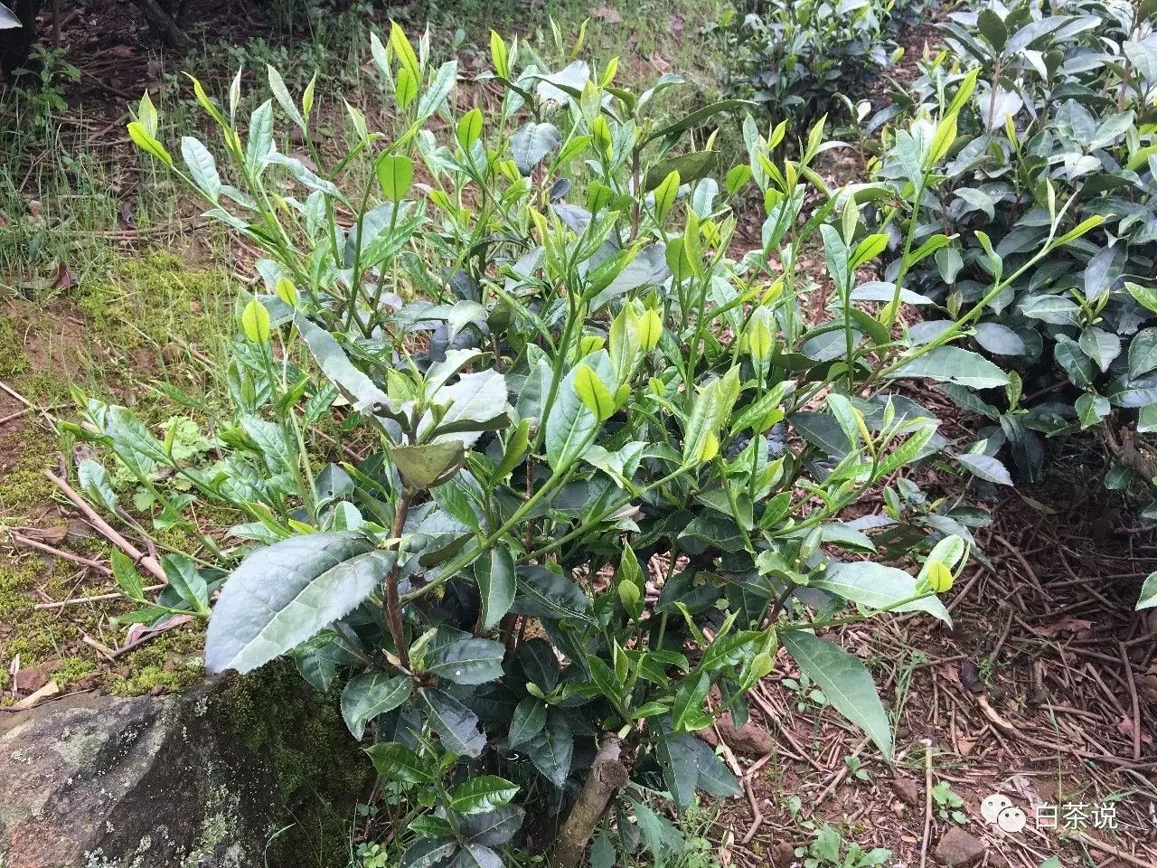 野茶和富硒的区别(富硒野茶多少钱一斤)-硒宝网