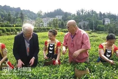 潘家湾天然富硒茶(恩施富硒茶属于什么茶)-硒宝网