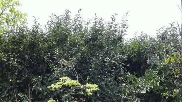 野茶和富硒的区别（野生富硒绿茶）-硒宝网