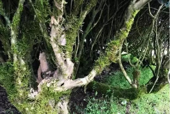 野茶和富硒的区别（野生富硒绿茶）-硒宝网