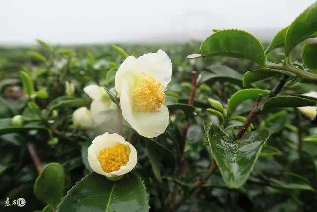 野茶和富硒的区别（野生富硒绿茶）-硒宝网