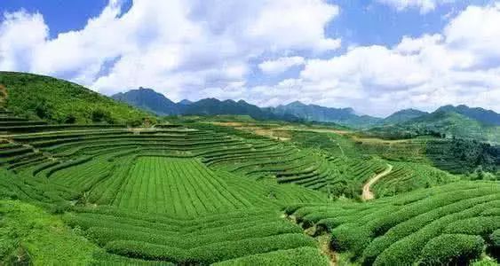 野茶和富硒的区别（野生富硒绿茶）-硒宝网