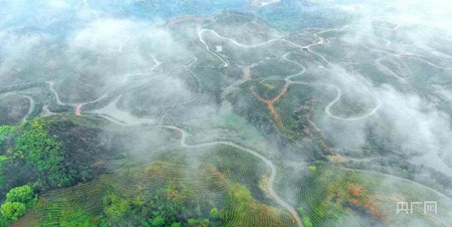 吉安万安富金硒茶(吉安到万安)-硒宝网