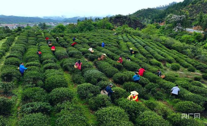 吉安万安富金硒茶(吉安到万安)-硒宝网
