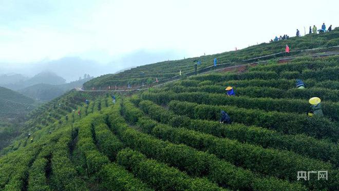 吉安万安富金硒茶(吉安到万安)-硒宝网