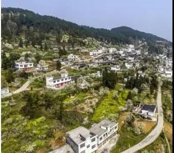 猫山富硒茶怎么样（猫山富硒茶怎么样）-硒宝网