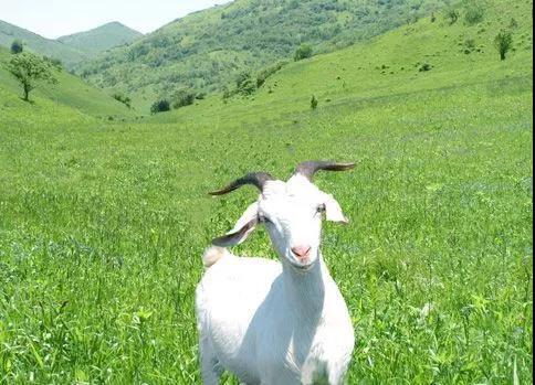 猫山富硒茶怎么样（猫山富硒茶怎么样）-硒宝网