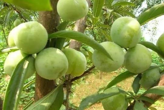 猫山富硒茶怎么样（猫山富硒茶怎么样）-硒宝网