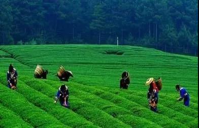 猫山富硒茶怎么样（猫山富硒茶怎么样）-硒宝网