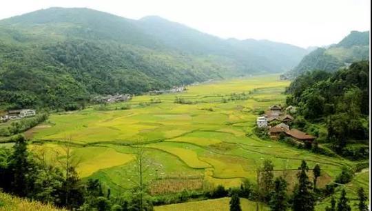 猫山富硒茶怎么样（猫山富硒茶怎么样）-硒宝网