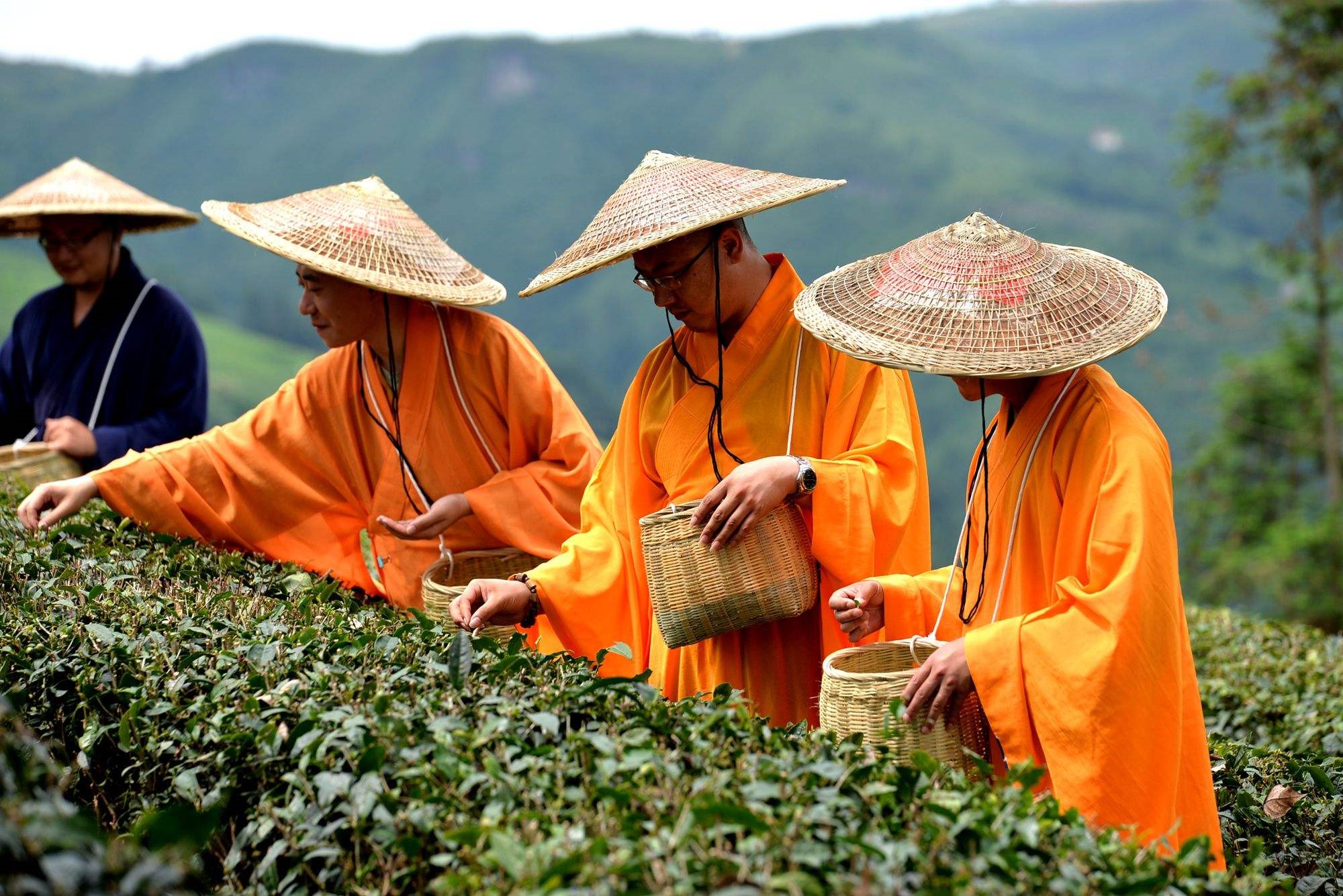 平利县新强富硒茶（平利富硒绿茶）-硒宝网