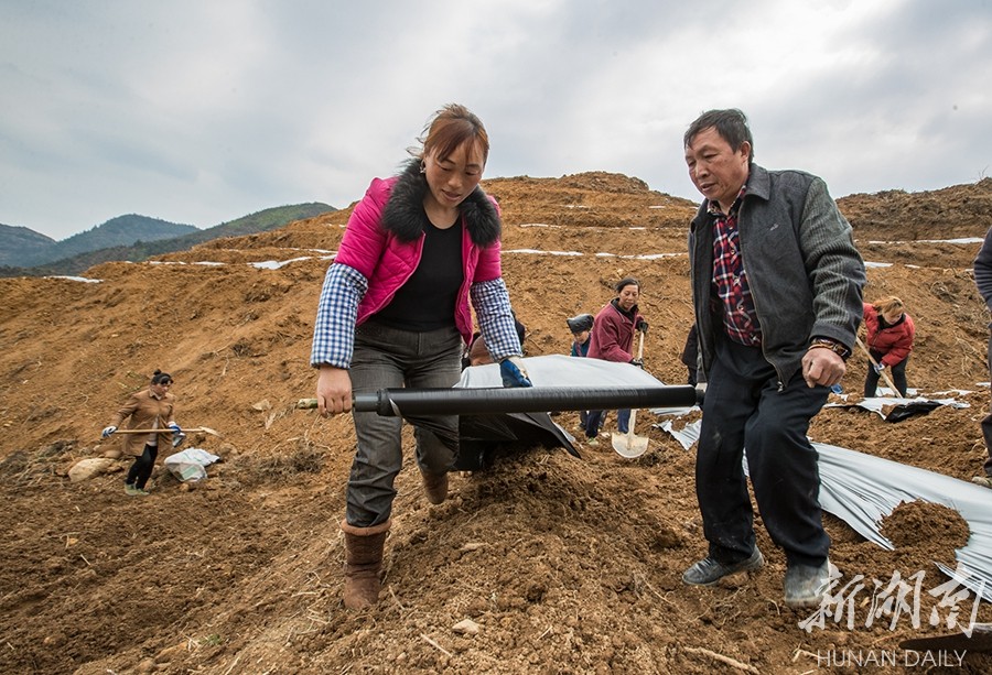 立早富硒茶怎么样(富硒茶制作过程)-硒宝网