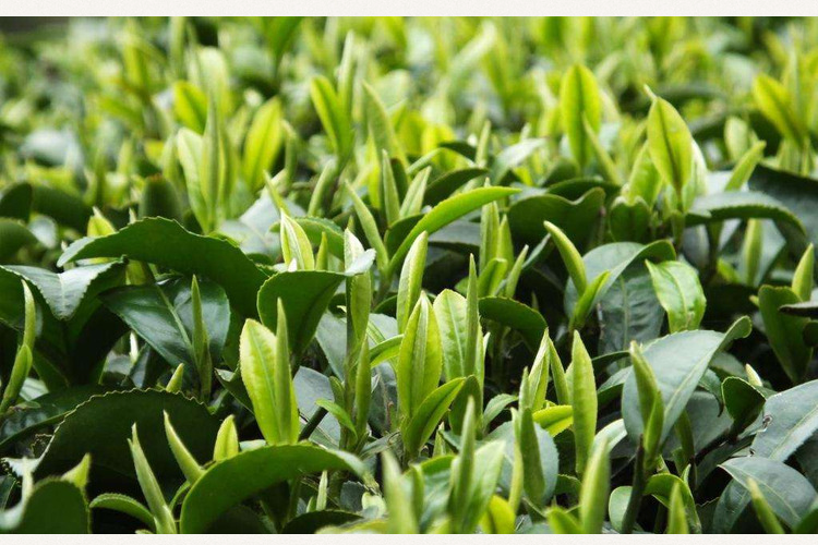 紫阳县闽秦富硒茶(秦源紫阳富硒茶)-硒宝网