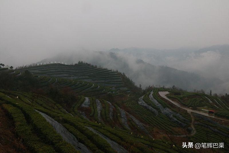 万源富硒茶哪里买(万源富硒茶叶)-硒宝网